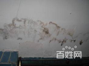 南京浦口区专业承接墙面修补/墙面粉刷、办公室刷墙